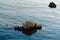 Flock of pelicans and cormorants. Pismo beach cliffs, California coastline