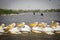 Flock of pelicans in Djoudj National Park