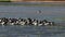 Flock of pelicans feed at bird billabong