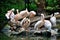 A flock of pelicans during the morning cleaning of feathers