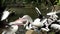 Flock of Pelicans on shore attacking young one