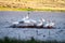 Flock of Pelicans Sitting on a Rock Island
