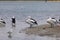 A flock of pelicans sitting on the side of a large estuary