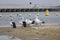 A flock of pelicans sitting on the side of a large estuary