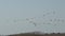 A flock of pelicans in the sky above the lake. The great white pelican Pelecanus onocrotalus.
