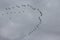 A flock of pelicans in the sky over the Danube Biosphere Reserve. Ukraine