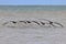 Flock of pelicans soaring over a tranquil ocean