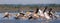 A flock of pelicans taking off from the water. Lake Nakuru. Kenya. Africa.