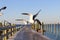 Flock of pelicans taking off from a wooden dock by the sea