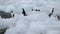 A flock of penguins walks along the stone shore near the ocean. Andreev.