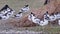Flock of Pied avocets, black and white wader bird Recurvirostra avosetta