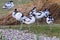 Flock of Pied avocets, black and white wader bird Recurvirostra avosetta