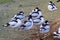 Flock of Pied avocets, black and white wader bird Recurvirostra avosetta