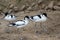 Flock of Pied avocets, black and white wader bird Recurvirostra avosetta