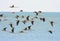 A flock of Pied or Black-winged stilts