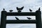 Flock of Pigeon flapping and perched on post