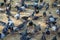 Flock of pigeons