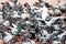 Flock of Pigeons