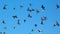 A flock of pigeons against the blue sky