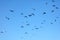 A flock of pigeons against the blue sky