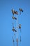 Flock of pigeons on an antenna