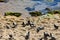 flock of pigeons on beach