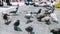 Flock pigeons in on the Catalonia square. Birds life in Barcelona