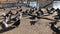 Flock of pigeons dove walking on the park. Beautiful pigeon close-up. Gray dove in town. Pigeon standing beside the