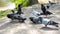 Flock of pigeons eating bread crumbs. Sunny day in the city park.
