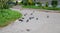 A flock of pigeons feed on bread in Sunny weather at a public feeding place. A large group of pigeons eating bread on the street