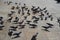 Flock of Pigeons feeding on corn and wheat in sunny weather at a public feeding spot. Large group of pigeons eating bread, corn,