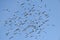 A flock of pigeons flies