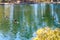 A flock of pigeons in flight over still simmering green lake water surrounded by lush green and autumn colored trees