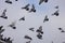 Flock of pigeons flight sky clouds