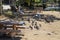 A flock of pigeons in flight surrounded by lush green trees and plants and park benches near a green lake