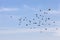 a flock of pigeons flying in the blue sky