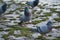 Flock of pigeons gathered around a paved walkway in a backyard