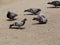 A flock of pigeons looking for food on the road.