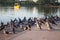 Flock of pigeons making quite a mess in Thailand park