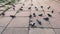 Flock of pigeons peck grain
