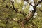 Flock of pigeons resting on Catalpa bignoniform