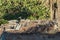 A flock of pigeons on the roof of an old barn near the garden and banana plantation. Playa de Santiago. Long lens. La Gomera,