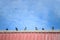 Flock of pigeons on the roof top. Animal and bird concept. House residence and Nature theme