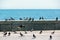 A flock of pigeons on the seafront of Yalta