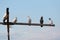 A flock of pigeons sits on a wooden pillar