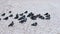Flock of pigeons sitting on the snow-covered sand in winter.
