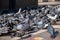 Flock of pigeons in a square