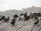 Flock of pigeons standing on the roof. On the day of heavy rain and overcast.