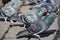 Flock of Pigeons on the street. Dove crowd. Close up