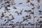 A flock of pigeons taking to the afternoon sky.